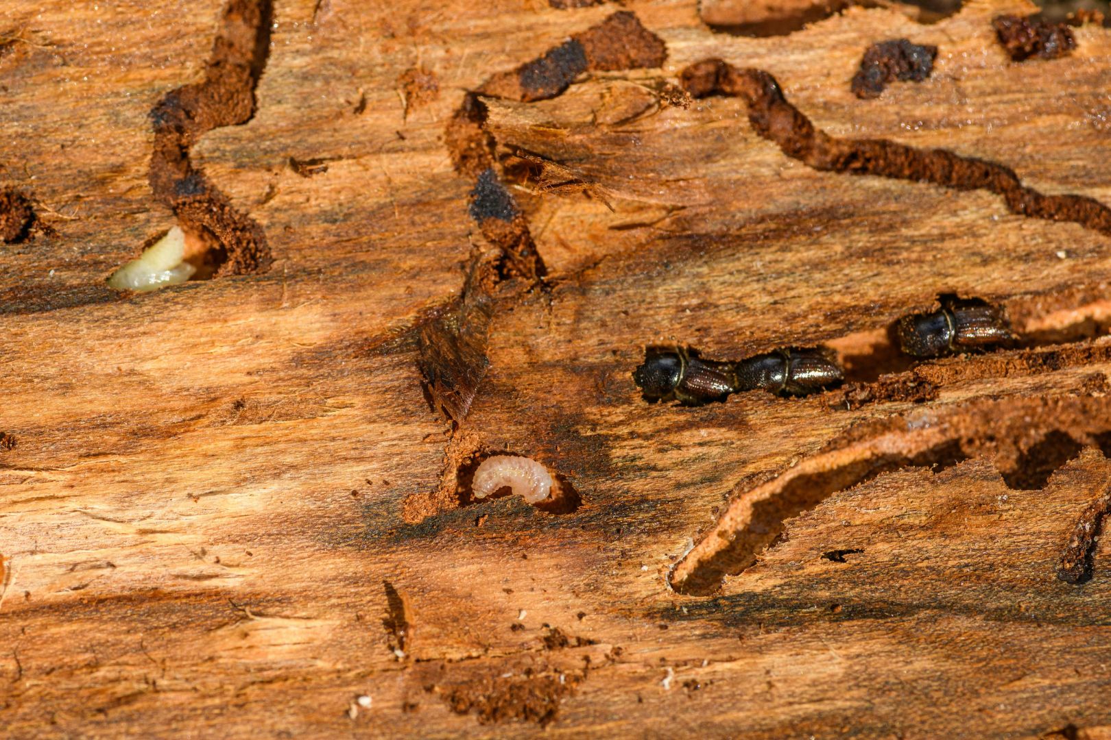 Como Eliminar Cupins de Forma Definitiva